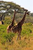 TANZANIA - Serengeti National Park - Giraffe - 6